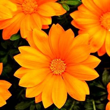 NewDayClearOrange
