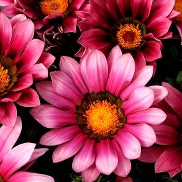 NewDayPink