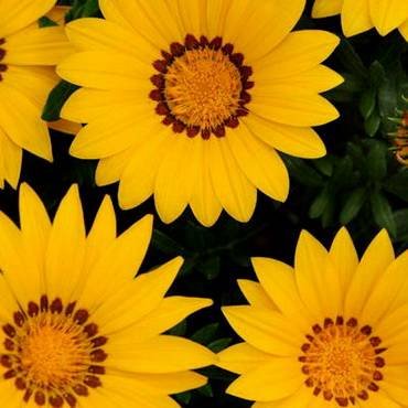 NewDayYellow