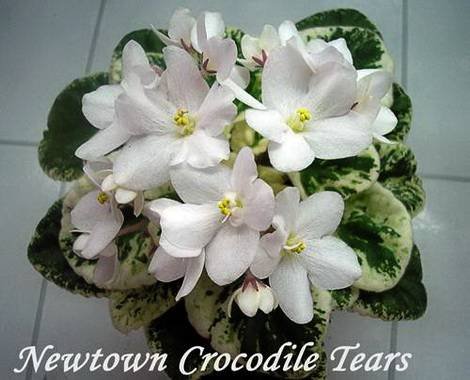 NewtownCrocodileTears1