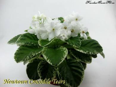 NewtownCrocodileTears8