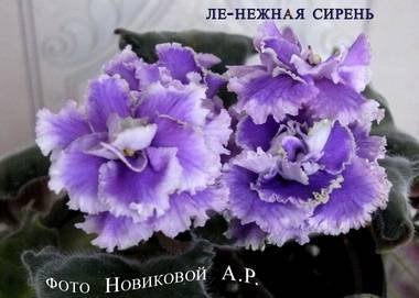 НежнаяСирень3