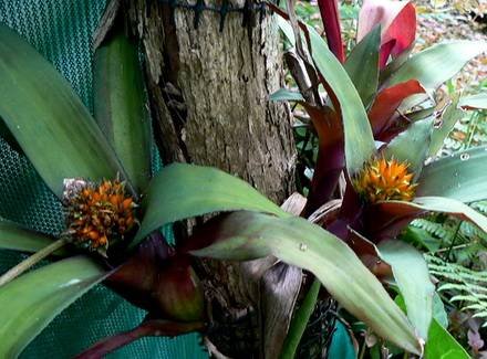 NidulariumBurchellii