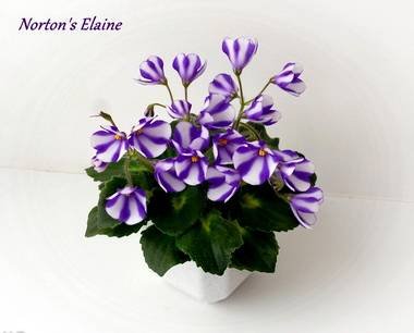 NortonsElaine4