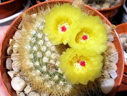 Notocactus1