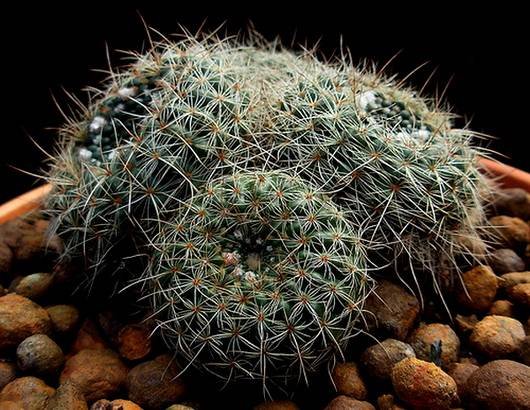 Notocactus14