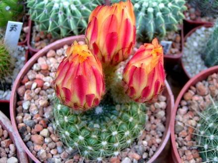 Notocactus3