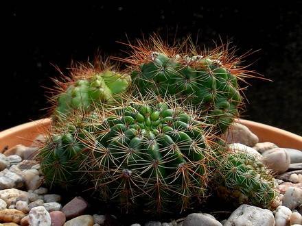 Notocactus4