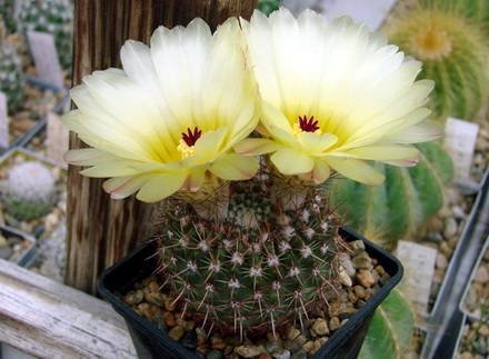 Notocactus88