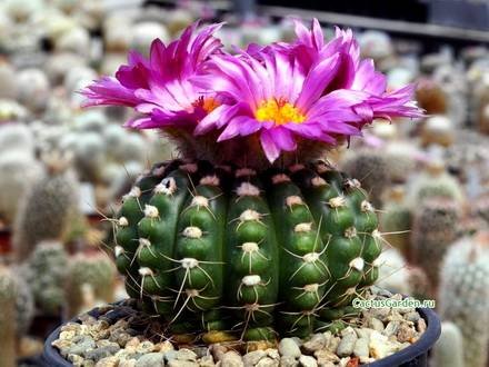 Notocactus9