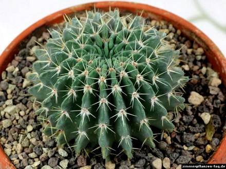 NotocactusBuiningii