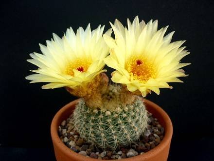NotocactusConcinnus