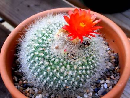 NotocactusHaselbergii