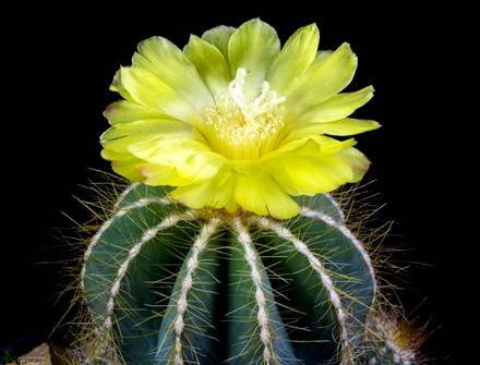 NotocactusMagnificus