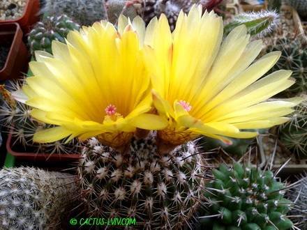 NotocactusMammulosus