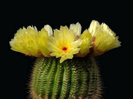 NotocactusMinimus
