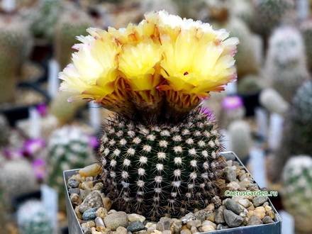 NotocactusRauschii