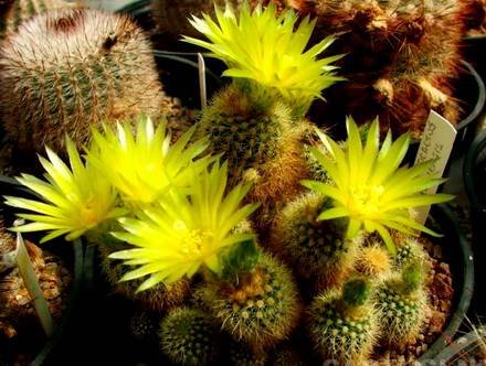 NotocactusRechensis