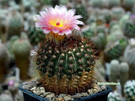 NotocactusRoseoluteus