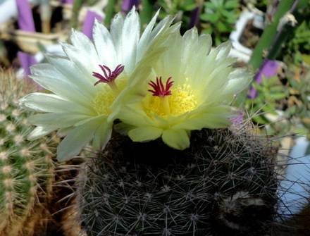 NotocactusTabularis
