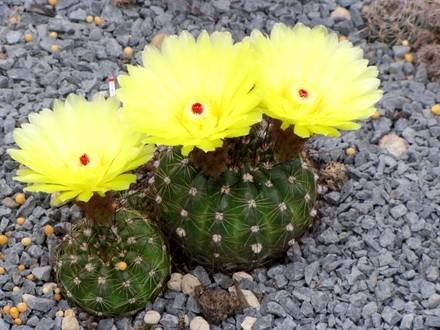 NotocactusWerdermannianus
