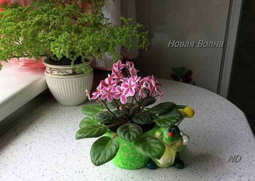 НоваяВолна6