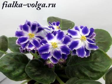НовыйФаворит2