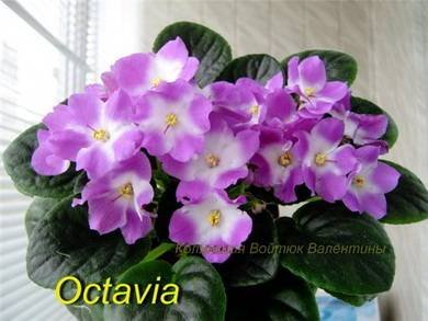 Octavia5
