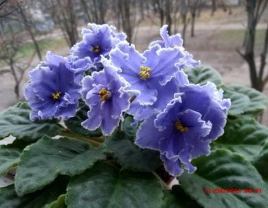 Одиссей3