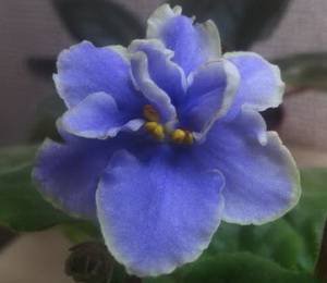 Одиссей9