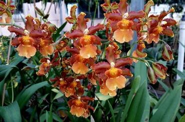 Odontocidium32