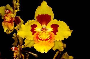 Odontocidium8