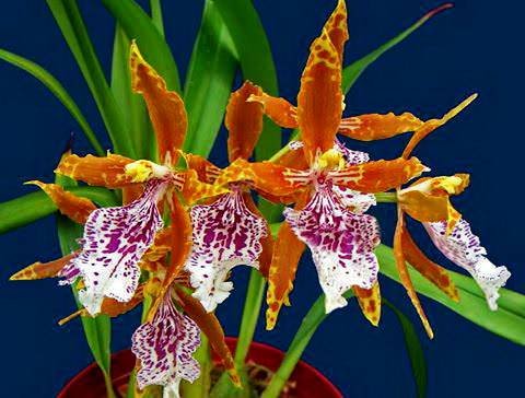 Odontoglossum10