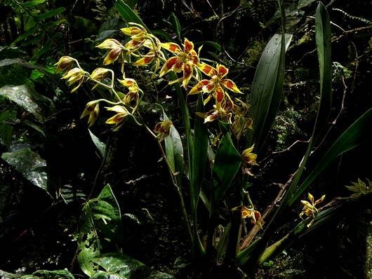 Odontoglossum12