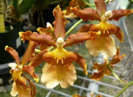 Odontoglossum8