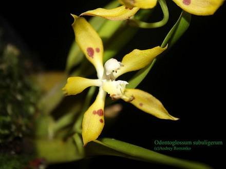 OdontoglossumSubuligerum
