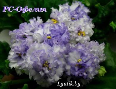 Офелия5