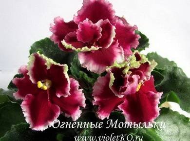 ОгненныеМотыльки3