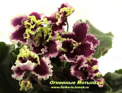 ОгненныеМотыльки8