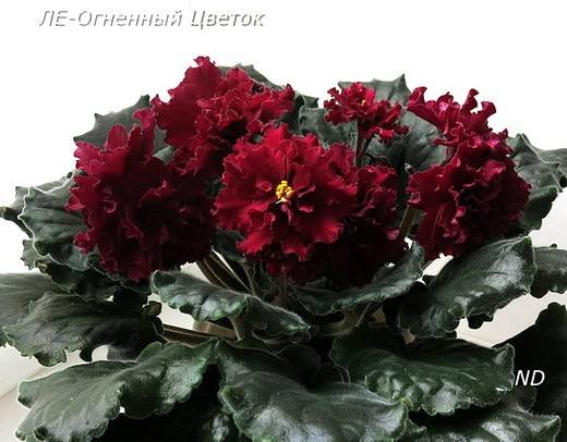 ОгненныйЦветок6