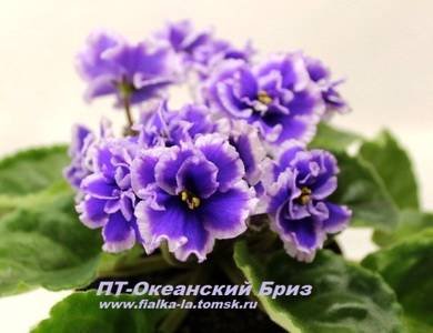 ОкеанскийБриз2