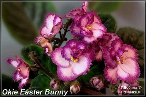 OkieEasterBunny1