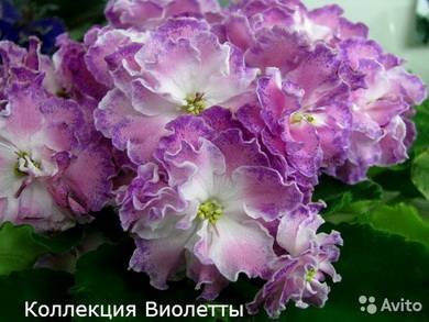 Олеся3