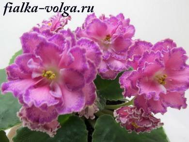 Олеся4