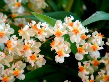 Oncidium1