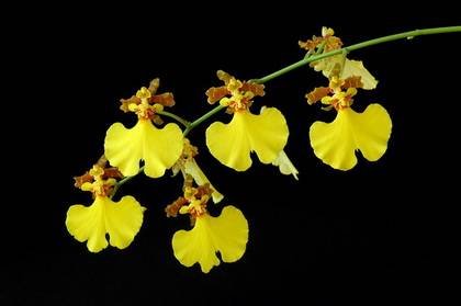 Oncidium2