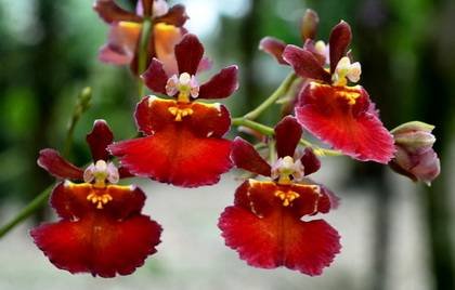 Oncidium3