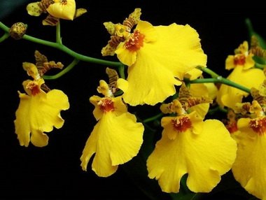 Oncidium5