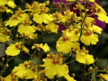 Oncidium6