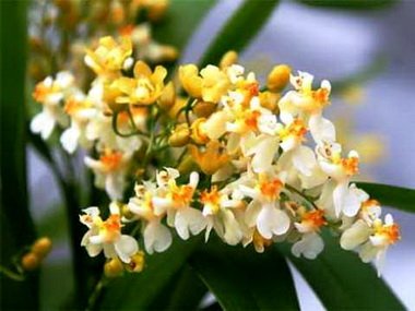 Oncidium7